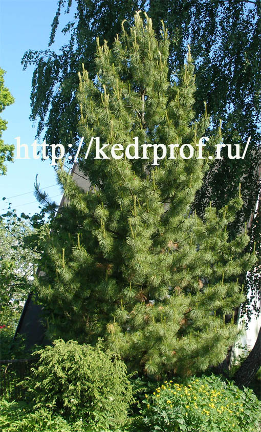 Плодоносящий 7- метровый 25-летний кедр сибирский.