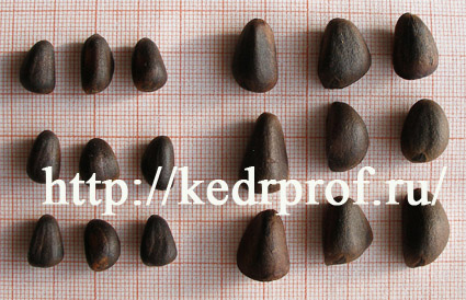 Семена сортового кедра корейского в сравнении с семенами кедра сибирского