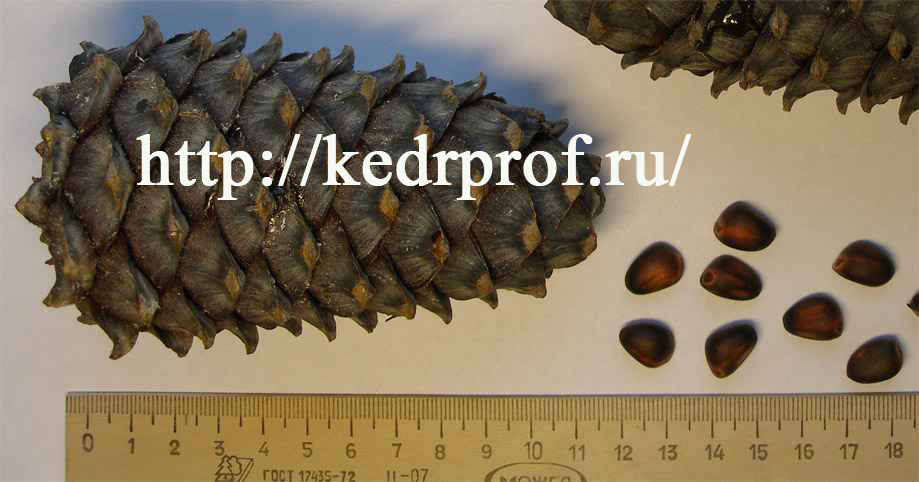 Шишки и семена сортового крупношишечного крупносемянного кедра сибирского.
