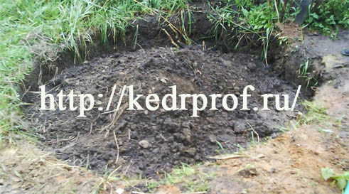 Верхнюю часть посадочной ямы заполните плодородной супесью и сформируйте пологий конус почвы