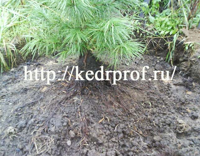 Установите почвенный ком кедра в центр посадочной ямы, освободите закрученные концы корней и расправьте корни по конусу почвы