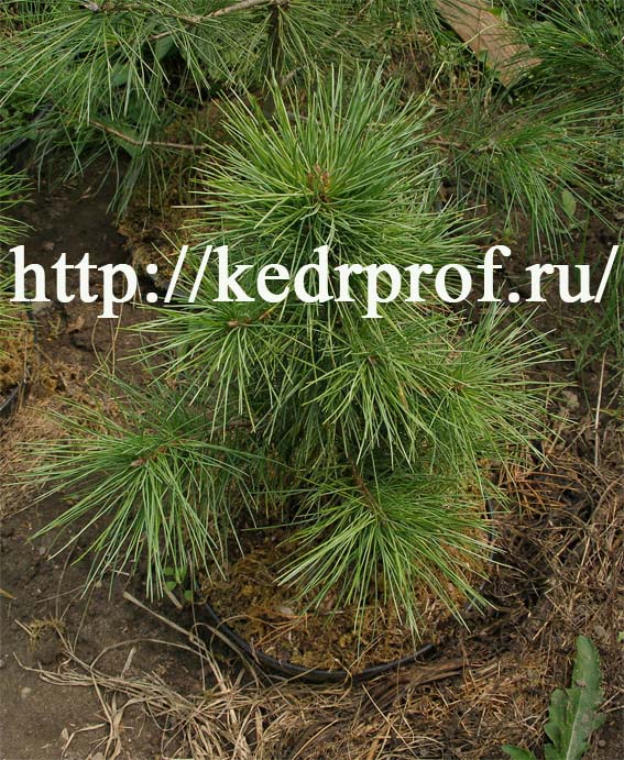 Саженец кедра сибирского с декоративной плотной кроной и замедленным ростом.