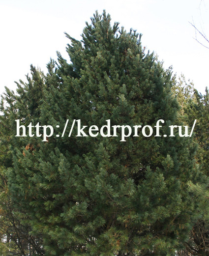 Декоративная плотная крона 30-летнего привитого высокоурожайного кедра европейского